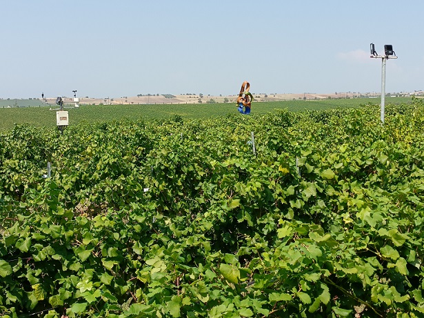 Gerovassiliou vineyard